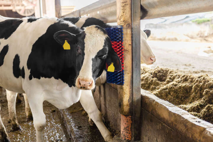 KERBL Kratzbürste XL